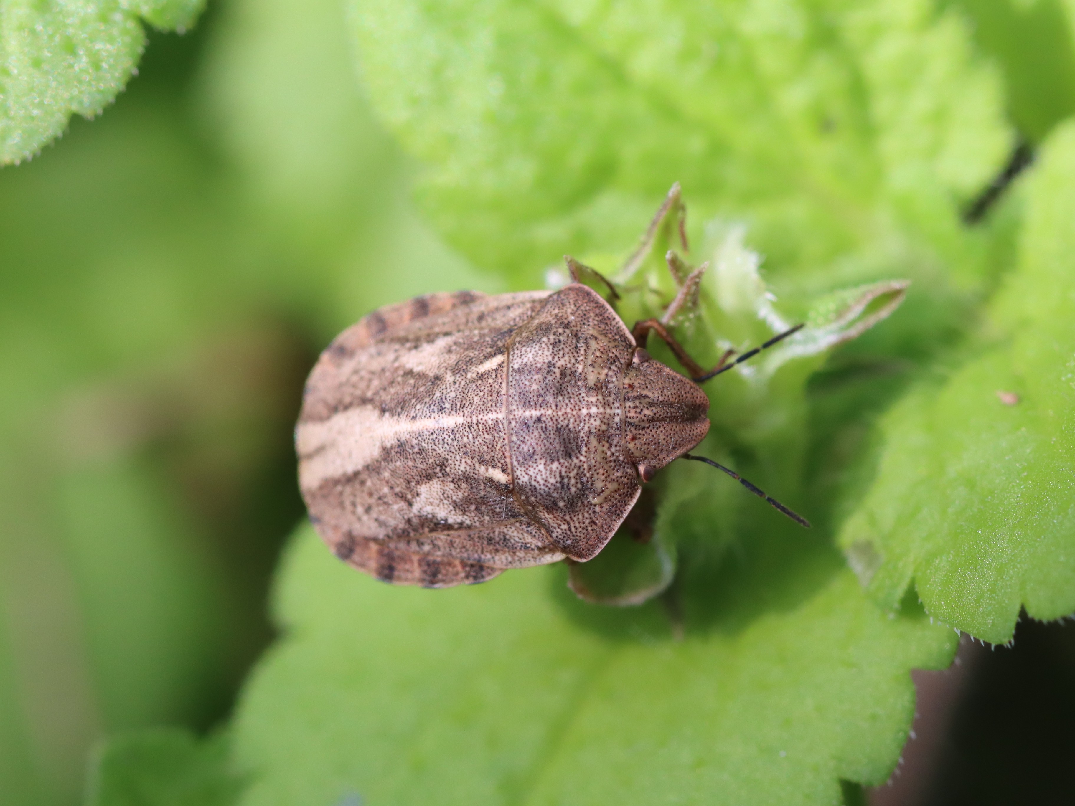 チャイロカメムシ